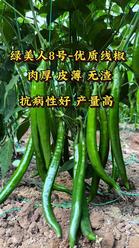 绿美人8号-优质线椒 皮薄 肉厚 无渣炒食不塌架。三农 线椒 辣椒 辣椒种植,三农,农家美食,好看视频