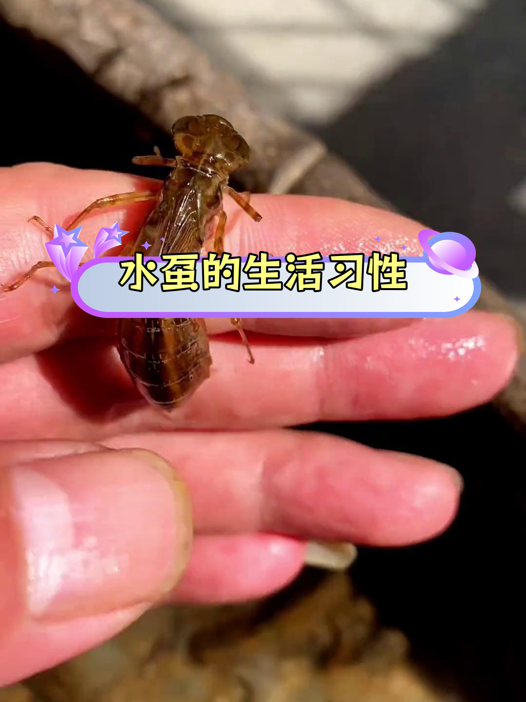 蜻蜓幼虫长啥样图片