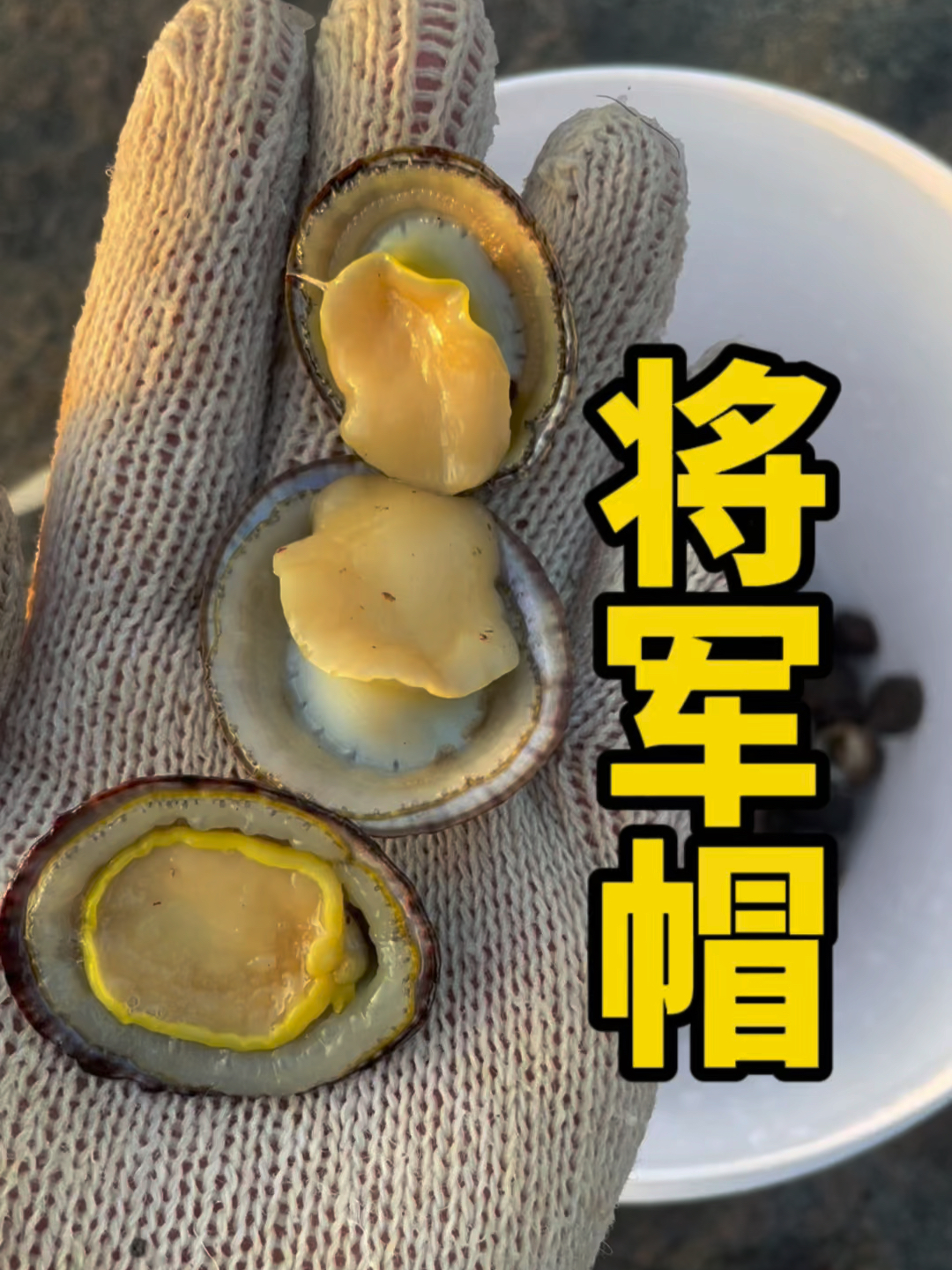 赶海意外发现很大只的将军帽,蒜蓉蒸很好吃