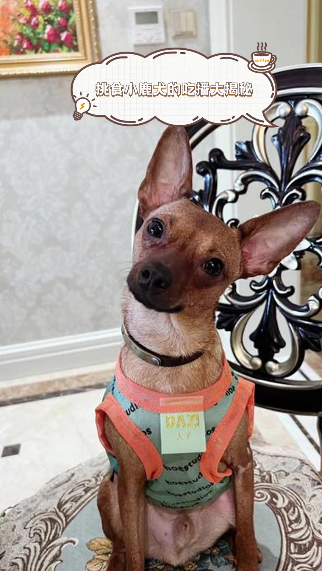 挑食小鹿犬的吃播大揭秘