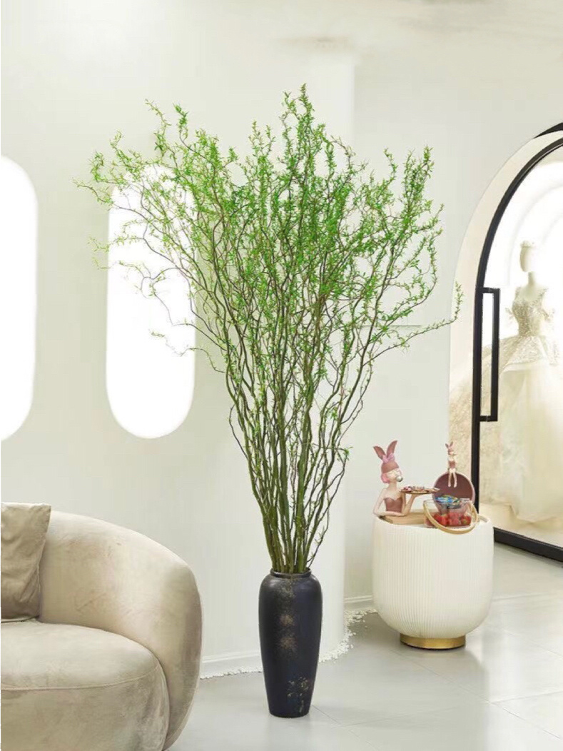 客厅里最适合摆放的水培植物!氛围感满满!