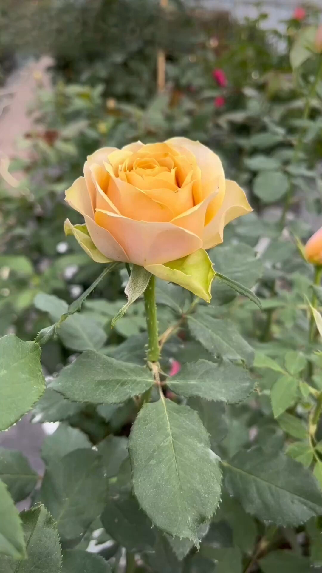 复古黄色高杯切花月季——松之梦