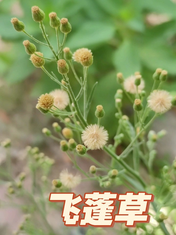 飞蓬草,外来入侵植物,清热利湿,消炎止血