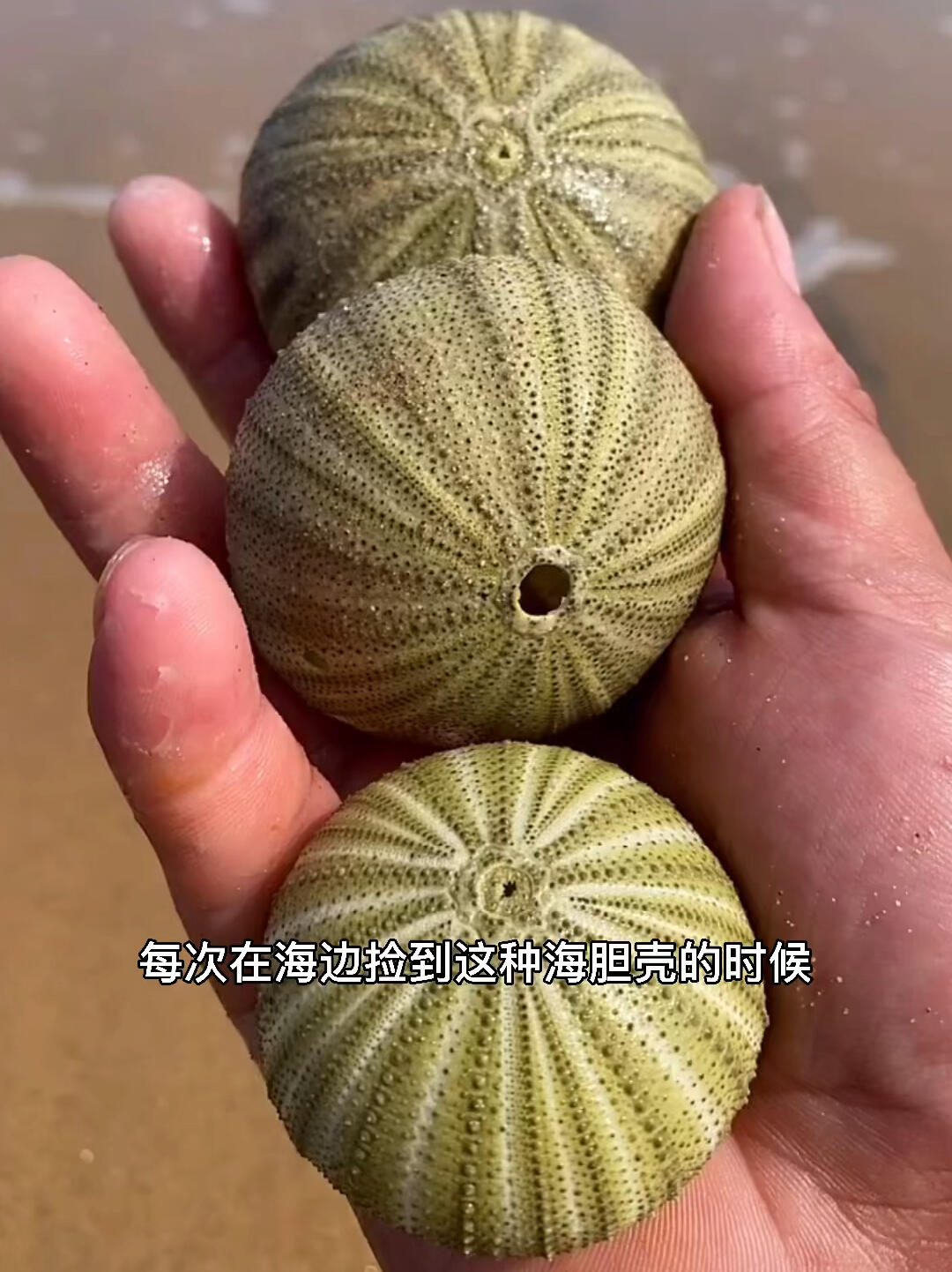 海胆壳