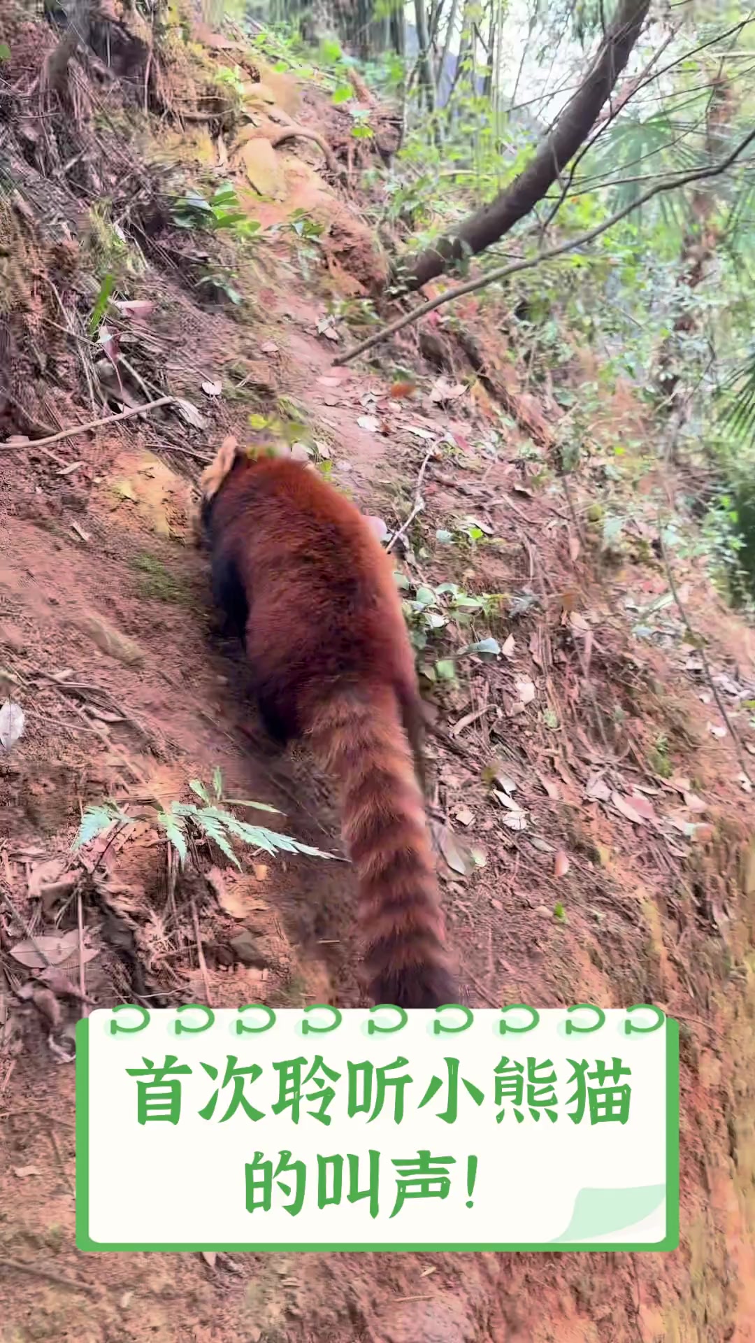 首次聆听小熊猫的叫声