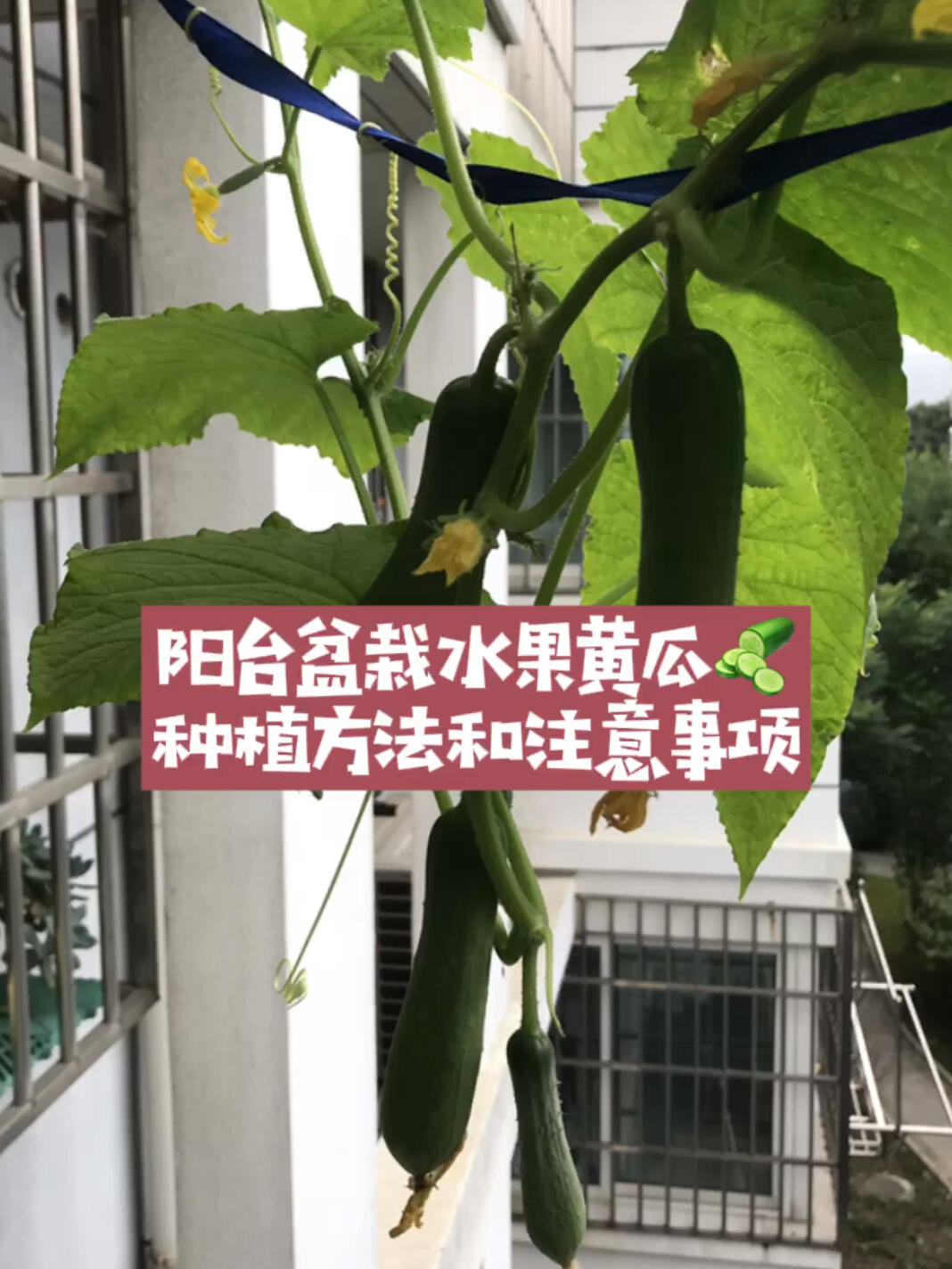 阳台盆栽水果黄瓜养护方法和注意事项