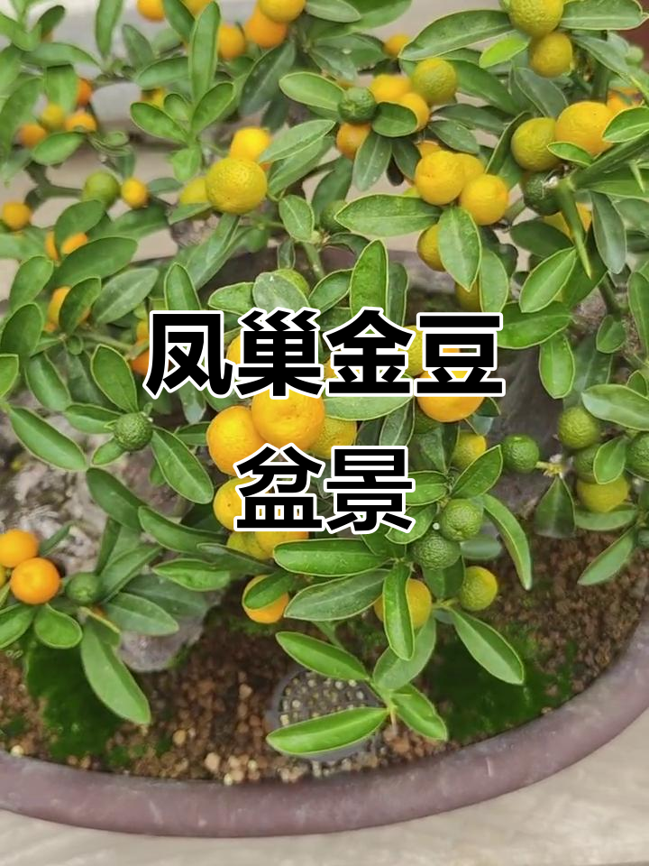 金豆盆景的魅力与养护技巧