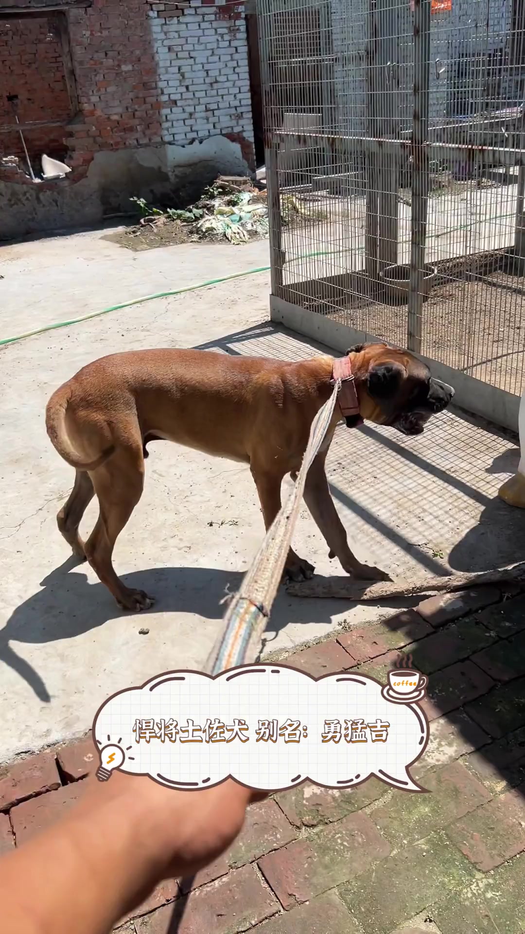 悍将土佐犬,别名:勇猛吉