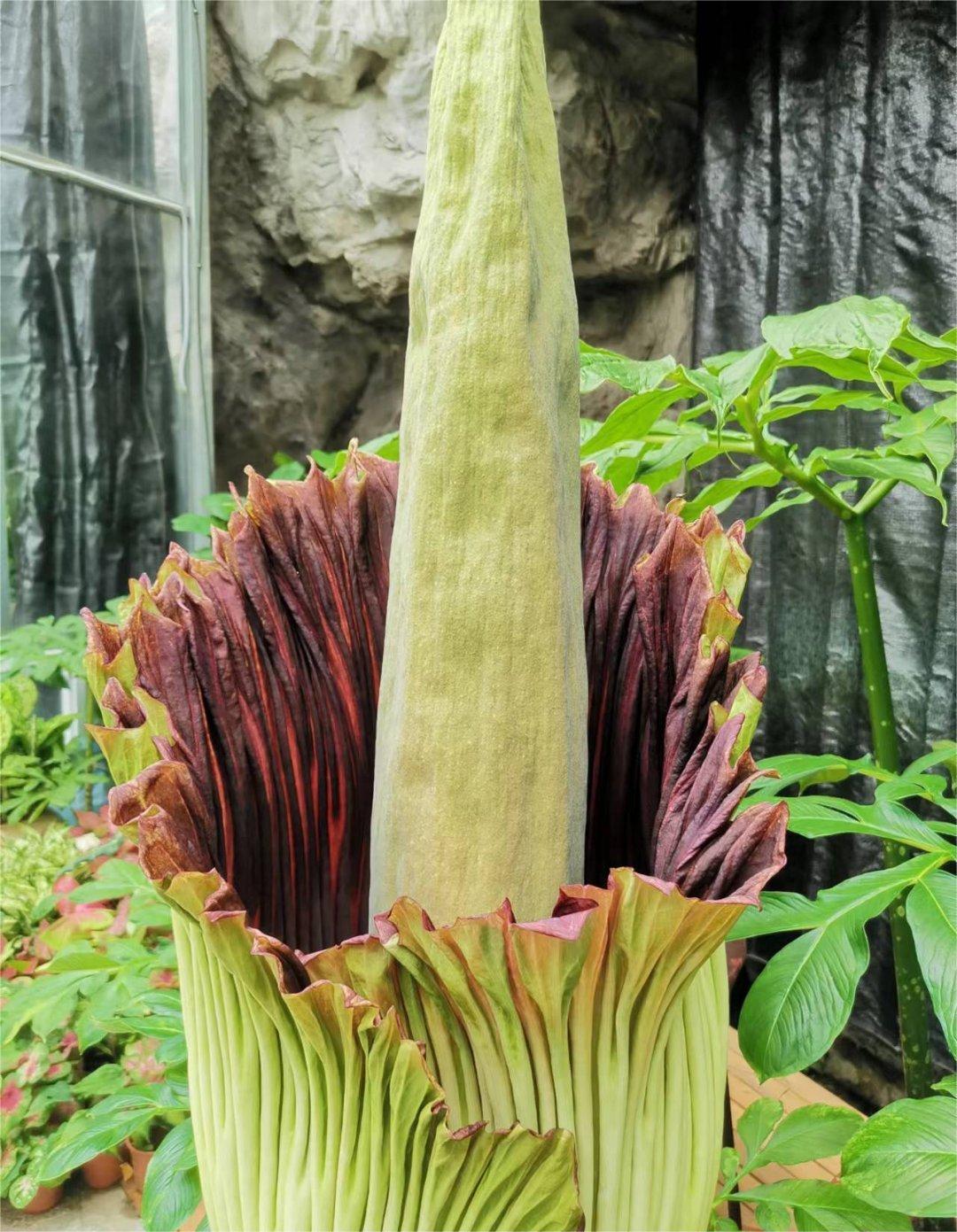 珍稀濒危植物巨魔芋又有一株开花,国家植物园开放两次夜场-度小视