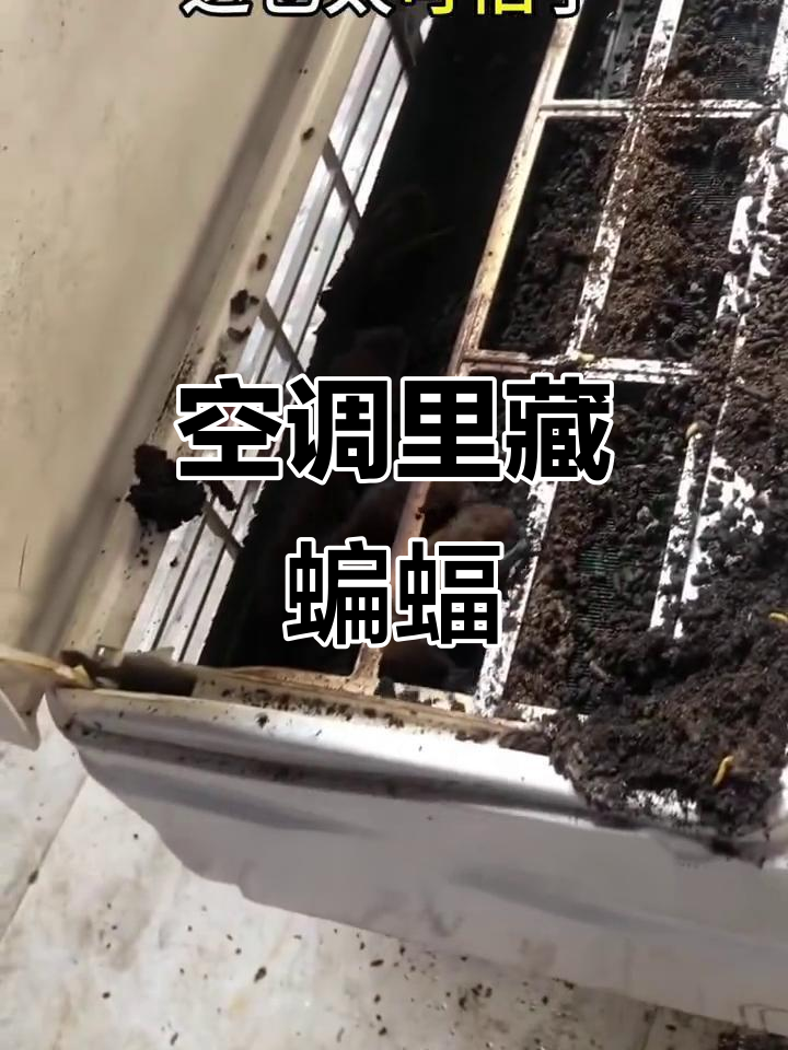 空调清洗惊现"蝙蝠窝",太脏了!