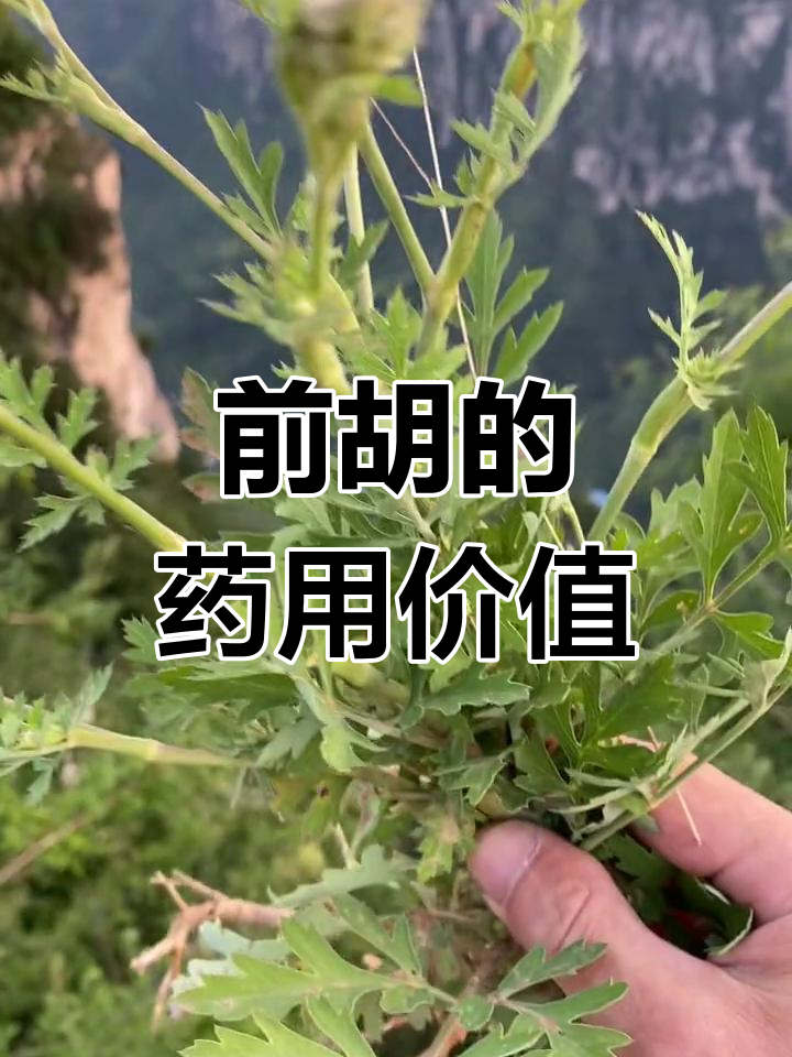 前胡亩产图片