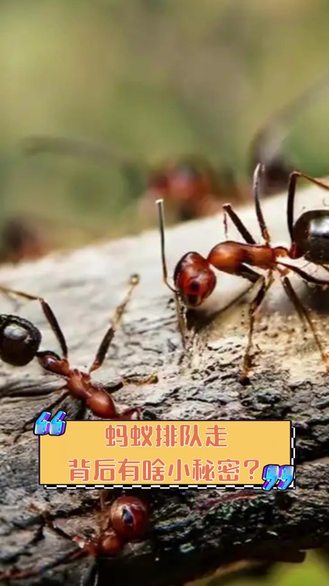蚂蚁排队走,背后有啥小秘密?