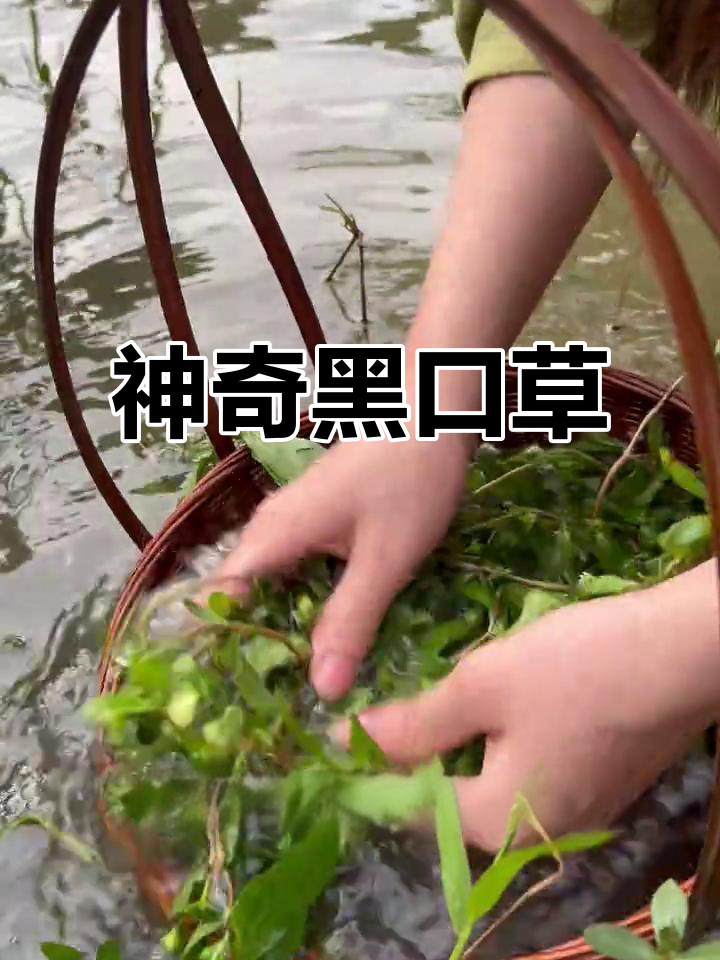 你家乡有这种神奇的黑口草吗?夏季用来洗头,效果惊人