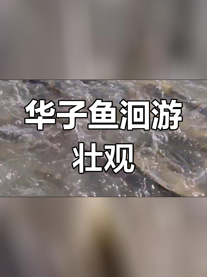 克旗达里湖华子鱼图片