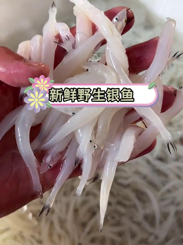 微山湖野生银鱼,鲜美紧实,真空包装送货上门