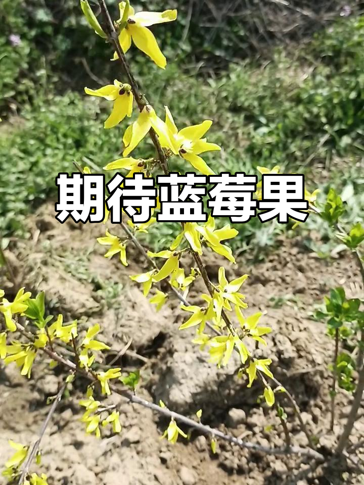 蓝莓树开黄色花,预示丰收季节来临