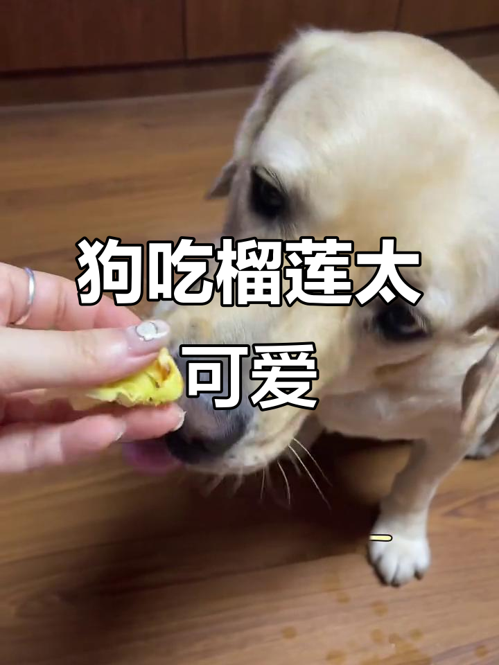 馋狗吃榴莲,拉布拉多萌宠日常