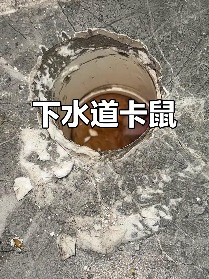 下水道卡住老鼠,快来看怎么办!