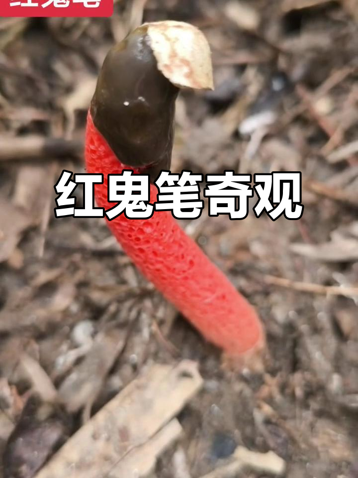 红鬼笔,奇特菌类,外形独特,网纹明显