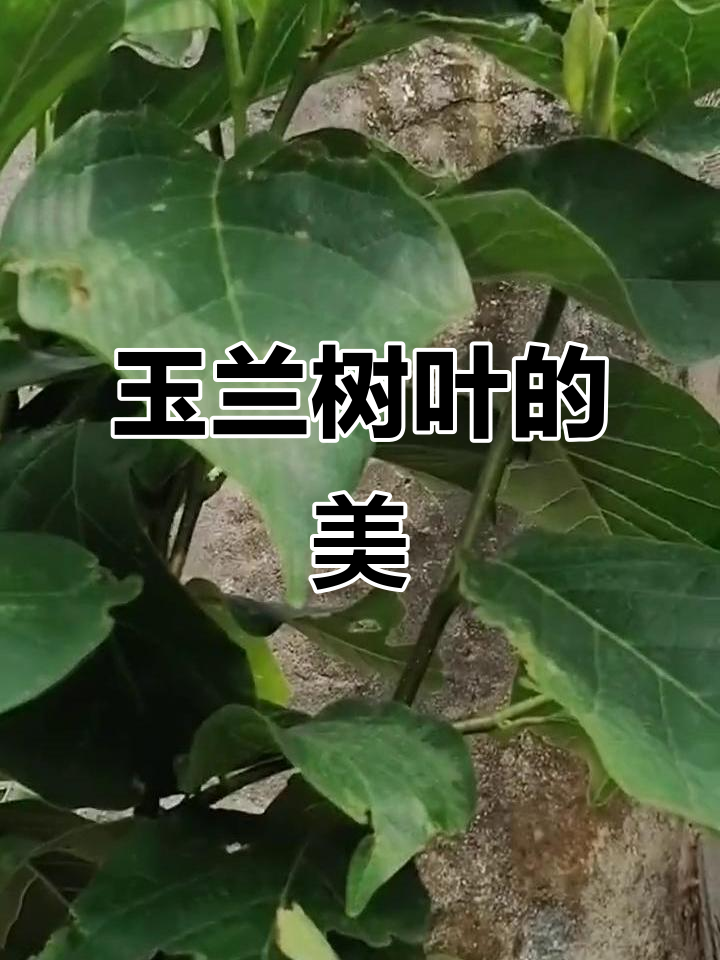 玉兰花树叶的美丽瞬间,感受大自然的清新与宁静