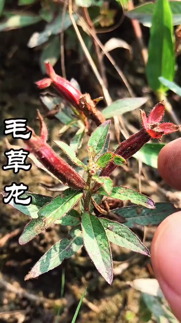 植物毛草龙,别名:锁匙筒,水仙桃,针筒草