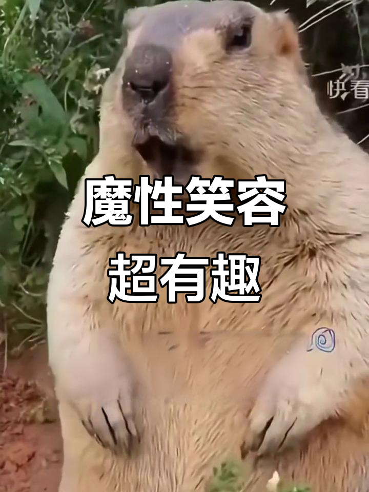 动物表情包大赏:他笑得简直让人上瘾