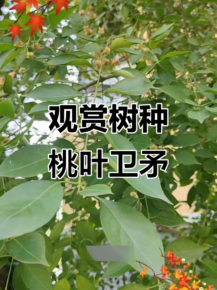 桃叶卫矛:四季常绿,秋季粉红果实为园林添彩
