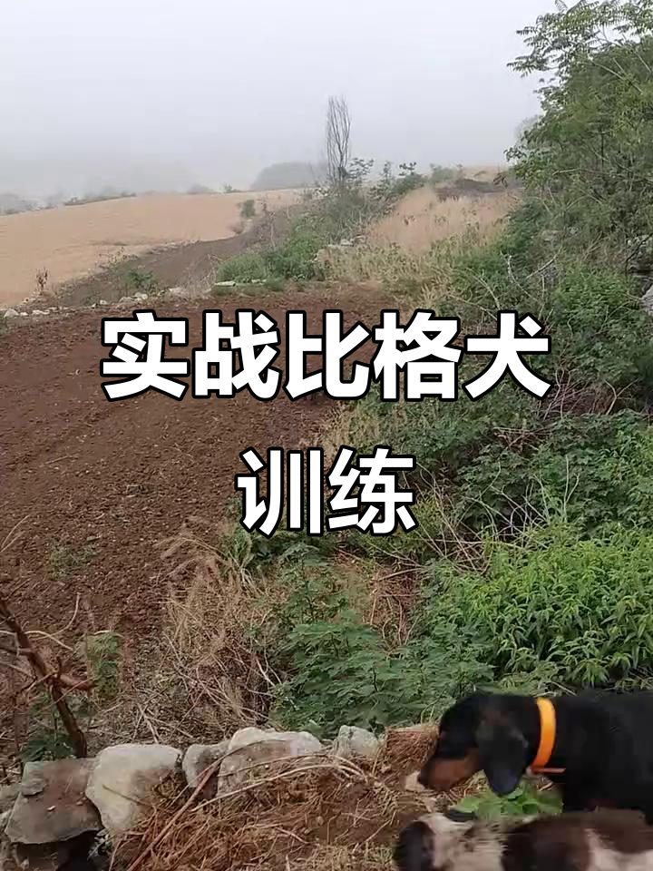 比格犬实战训练,猎犬能力全解析