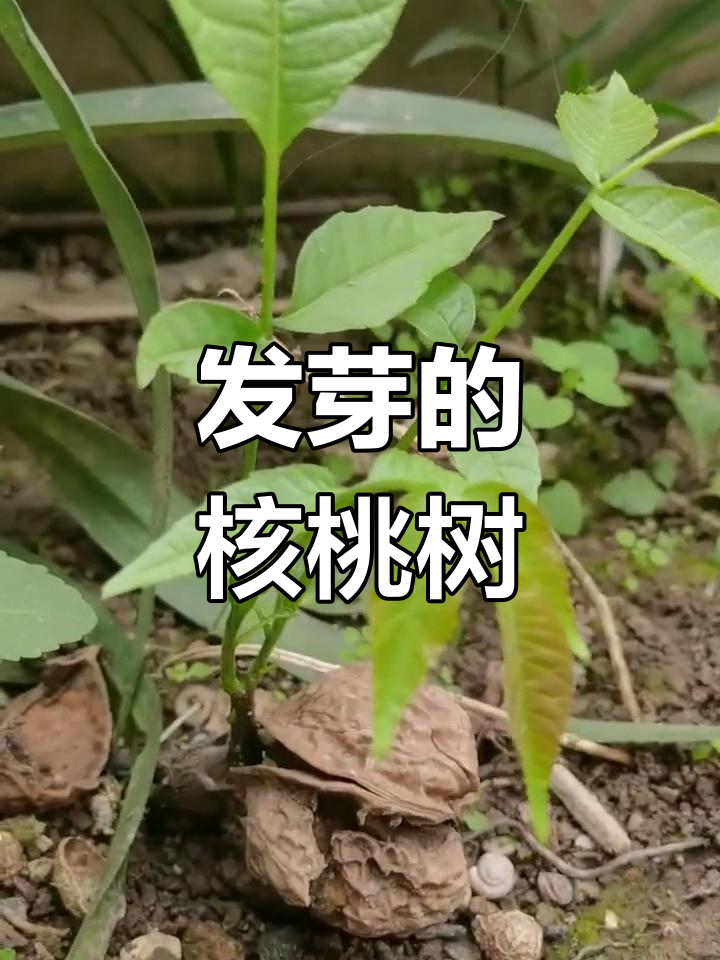丢弃的核桃意外发芽,成长为小树苗