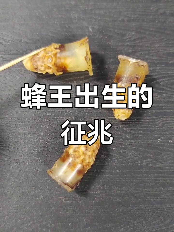 王台出蛹前的变化,如何判断蜂王即将出生