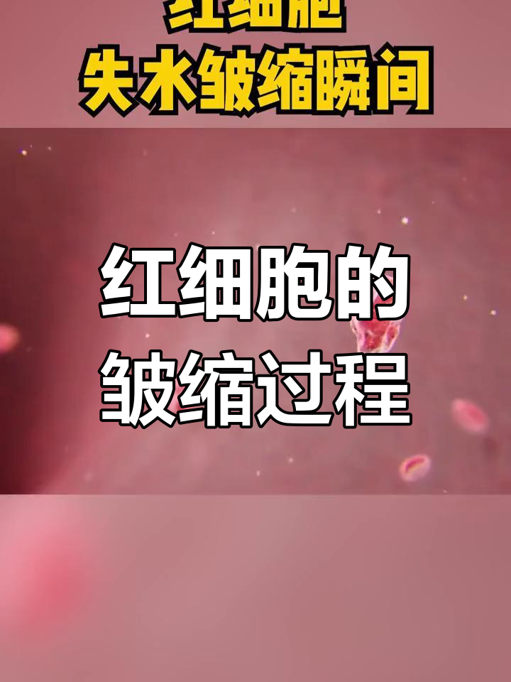 红细胞失水后的微观变化