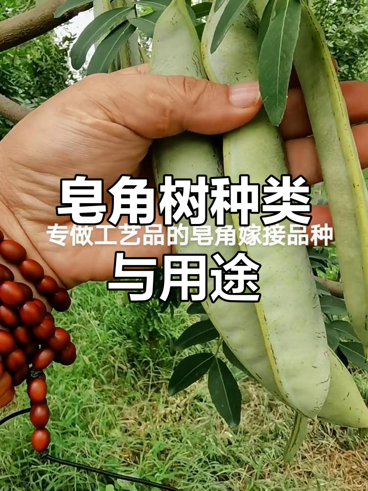 不同品种皂角树,用途大揭秘!手串,工艺品样样行