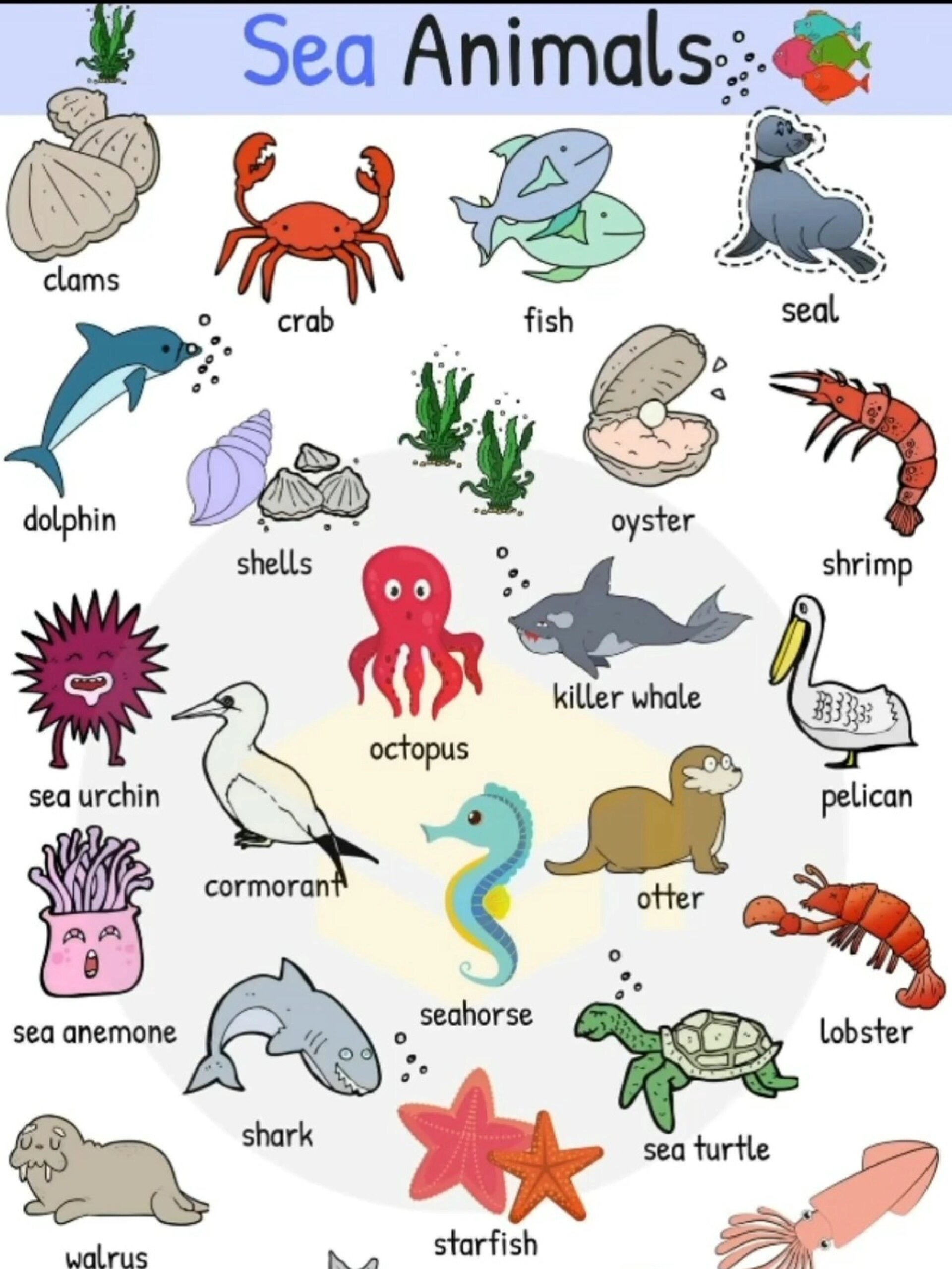 海洋动物sea animals 英语单词