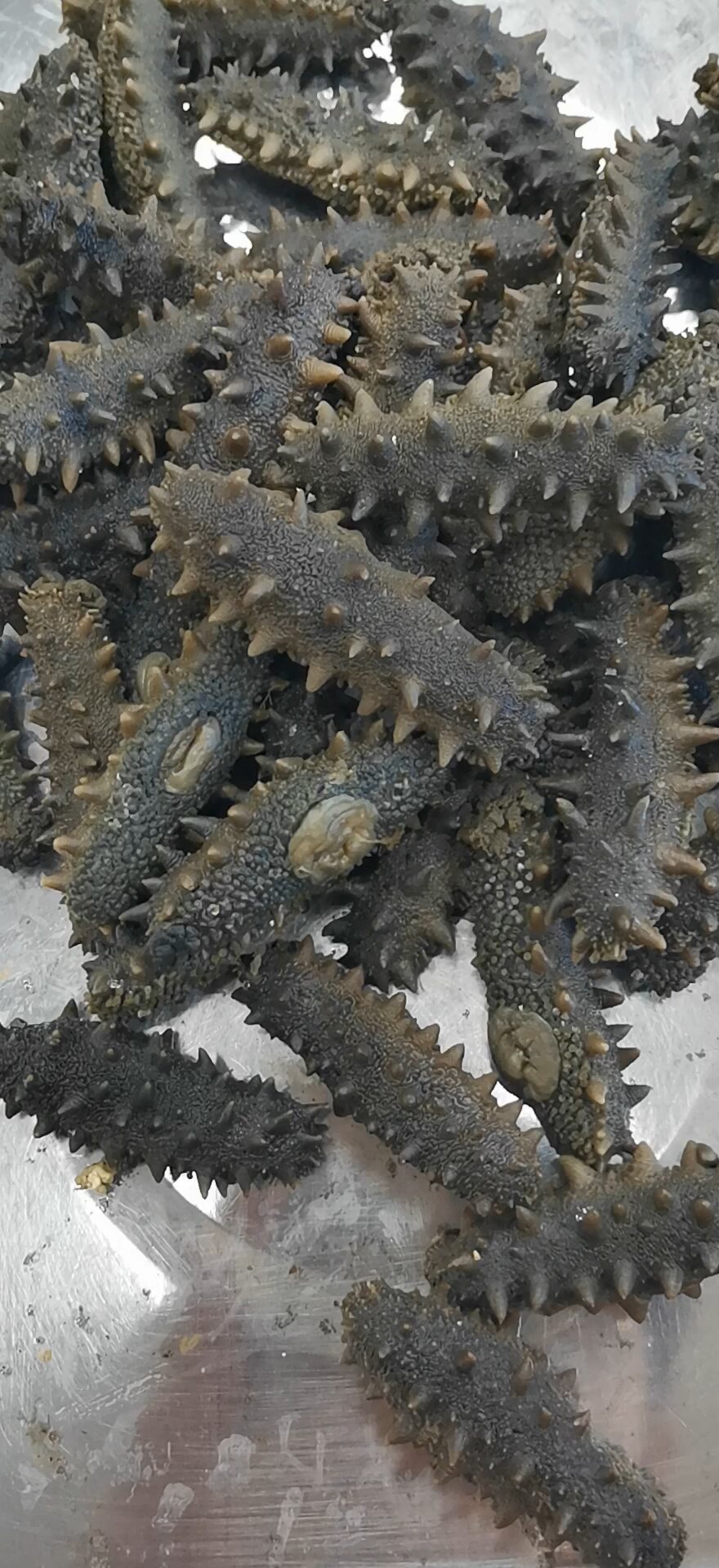 给大家推荐性价比高的海参—半干拉缸盐海参