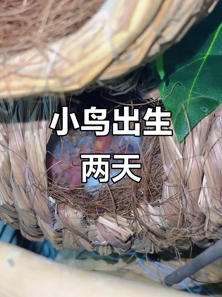 珍珠鸟出壳两天,小鸟们争相抢食睡觉萌态十足