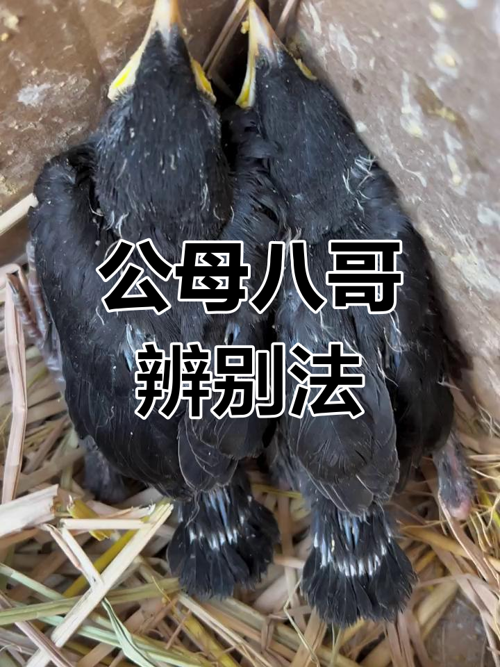 八哥公母分辨技巧,一看就懂