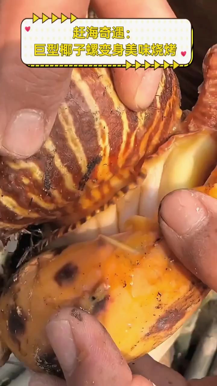 赶海奇遇:巨型椰子螺变身美味烧烤