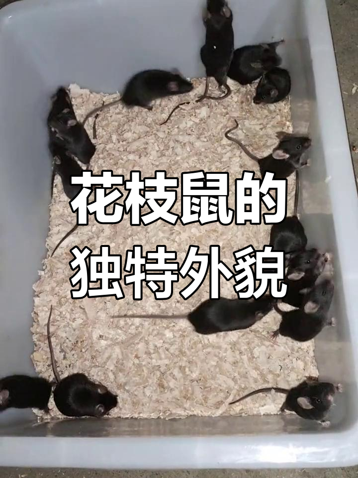 黑色花枝鼠,尾巴长似老鼠