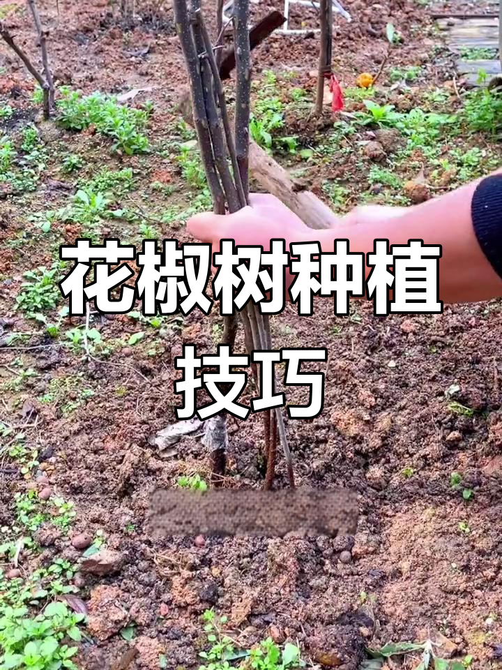 盆栽花椒树的种植方法图片