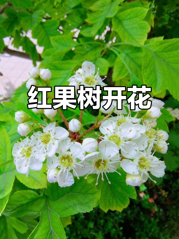 红果树盛开,花朵美丽如画