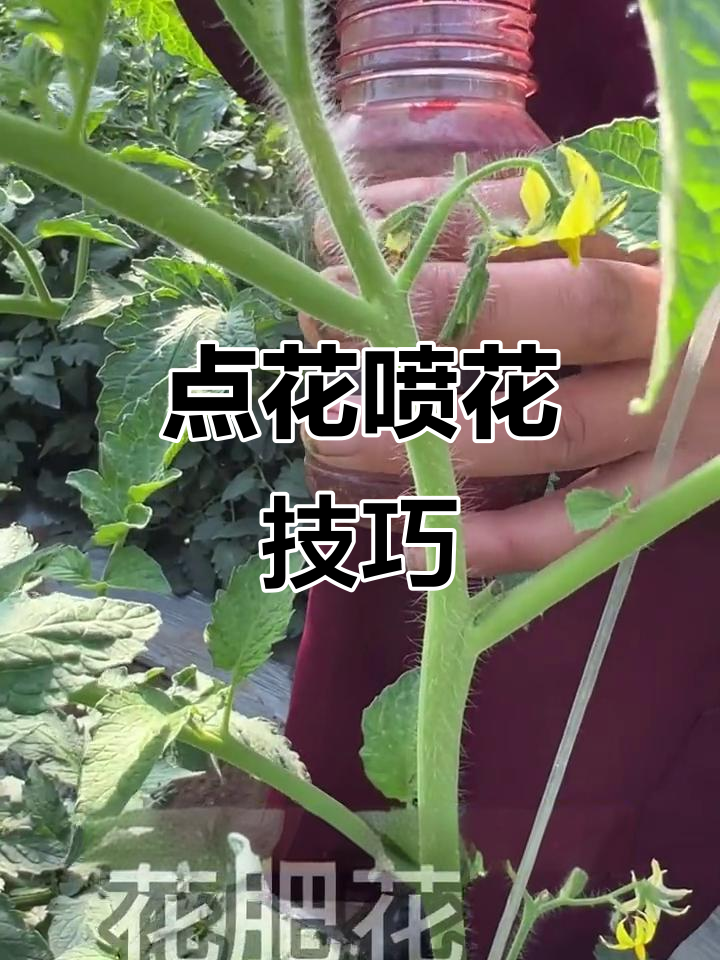 西红柿点花喷花的正确步骤,避免常见错误