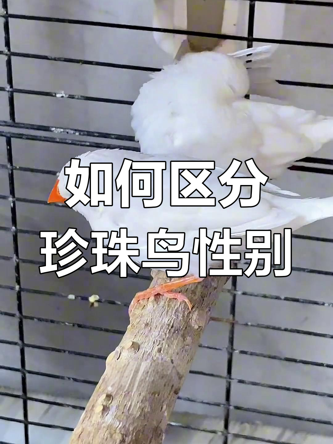 珍珠鸟公母分辨技巧,看嘴巴和腮红就能轻松辨别