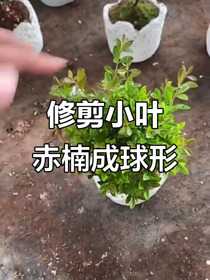 小叶赤楠修剪成球形技巧,轻松打造完美造型