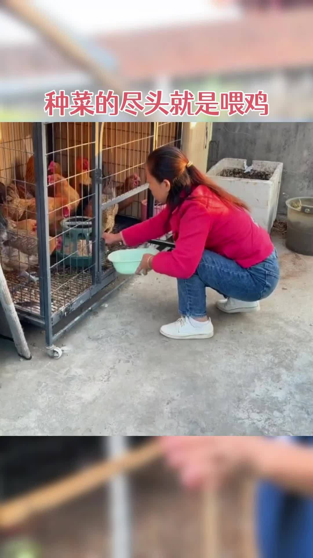 农村创业养鸡如何(农村想搞养鸡怎么弄)
