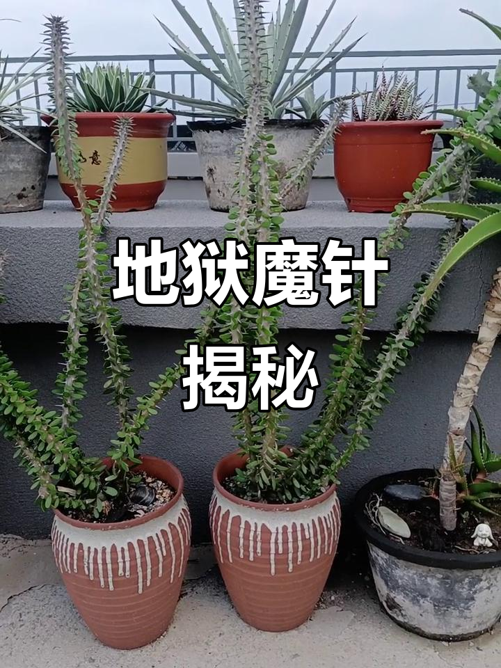 大戟科地狱魔针:爸爸的神秘武器