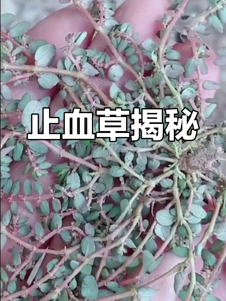 这种植物能止血,你家乡有吗?