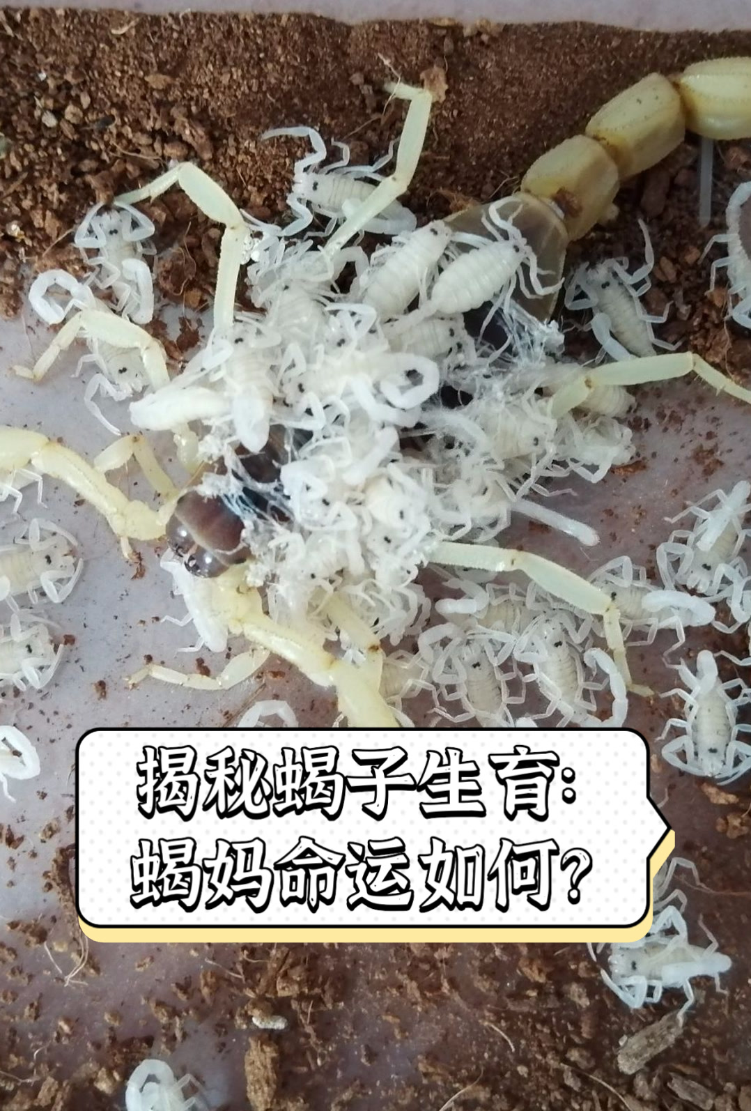 揭秘蝎子生育:蝎妈命运如何?