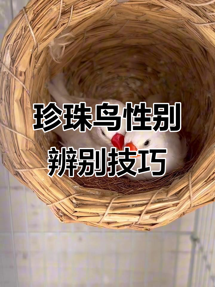 如何分辨珍珠鸟公母?嘴巴颜色和叫声是关键