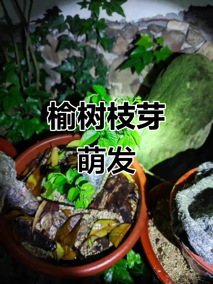 榆树发芽,茁壮成长,见证我的坚持与努力!