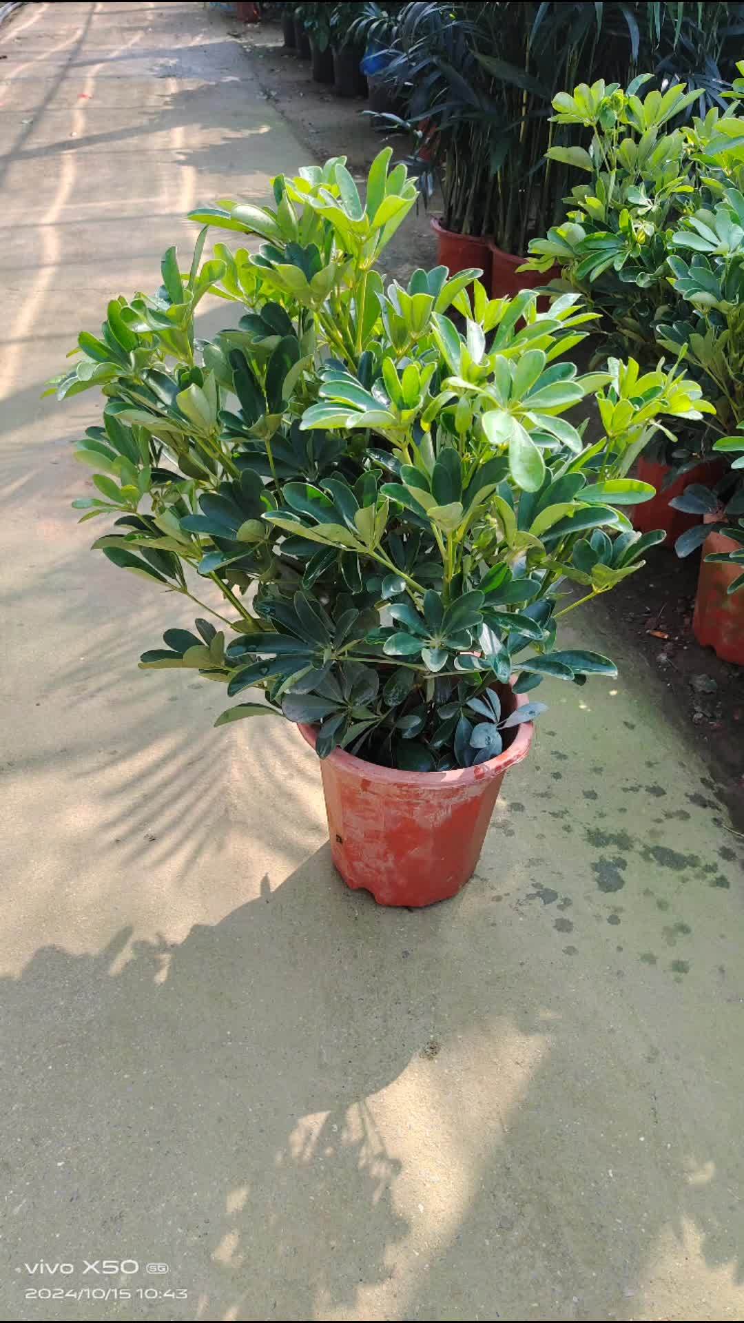 七叶莲盆栽 七叶莲八方来财 鸭脚木 盆栽 花卉绿植